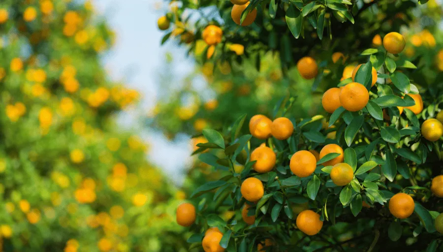 Nature Safari photo 6